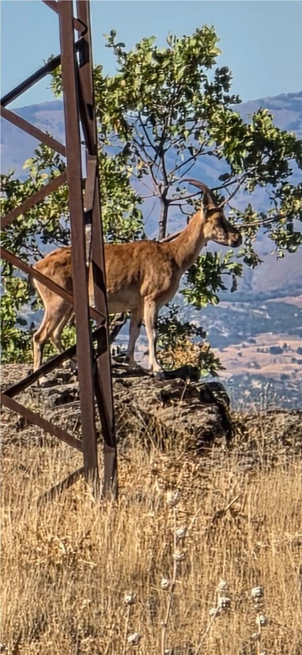 Karakoçan'da dağ keçileri görüntülendi