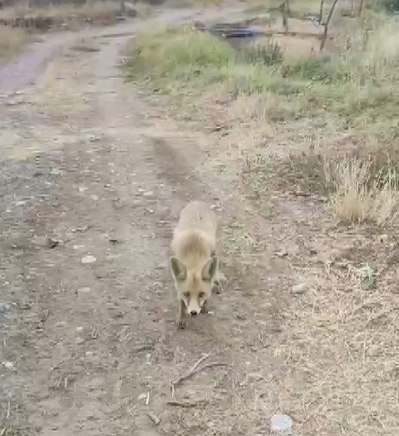 Karşısına çıkan tilkiyi çerezle besledi