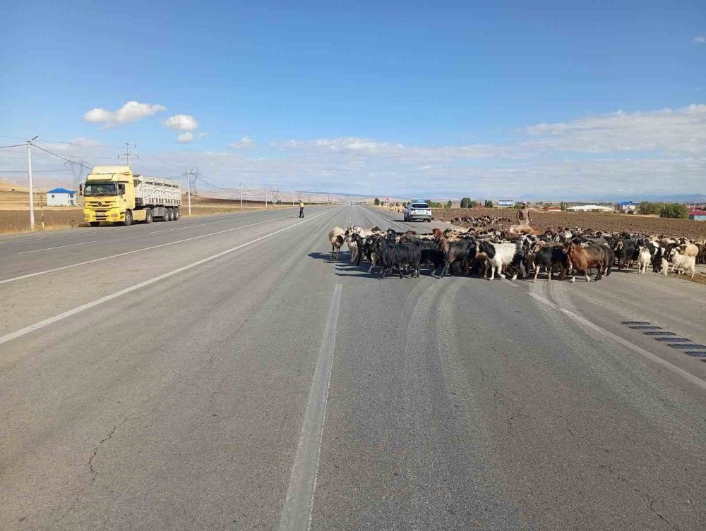 Muş-Bingöl yolunda ‘Güvenli Hayvan Geçişleri Projesi’ uygulandı