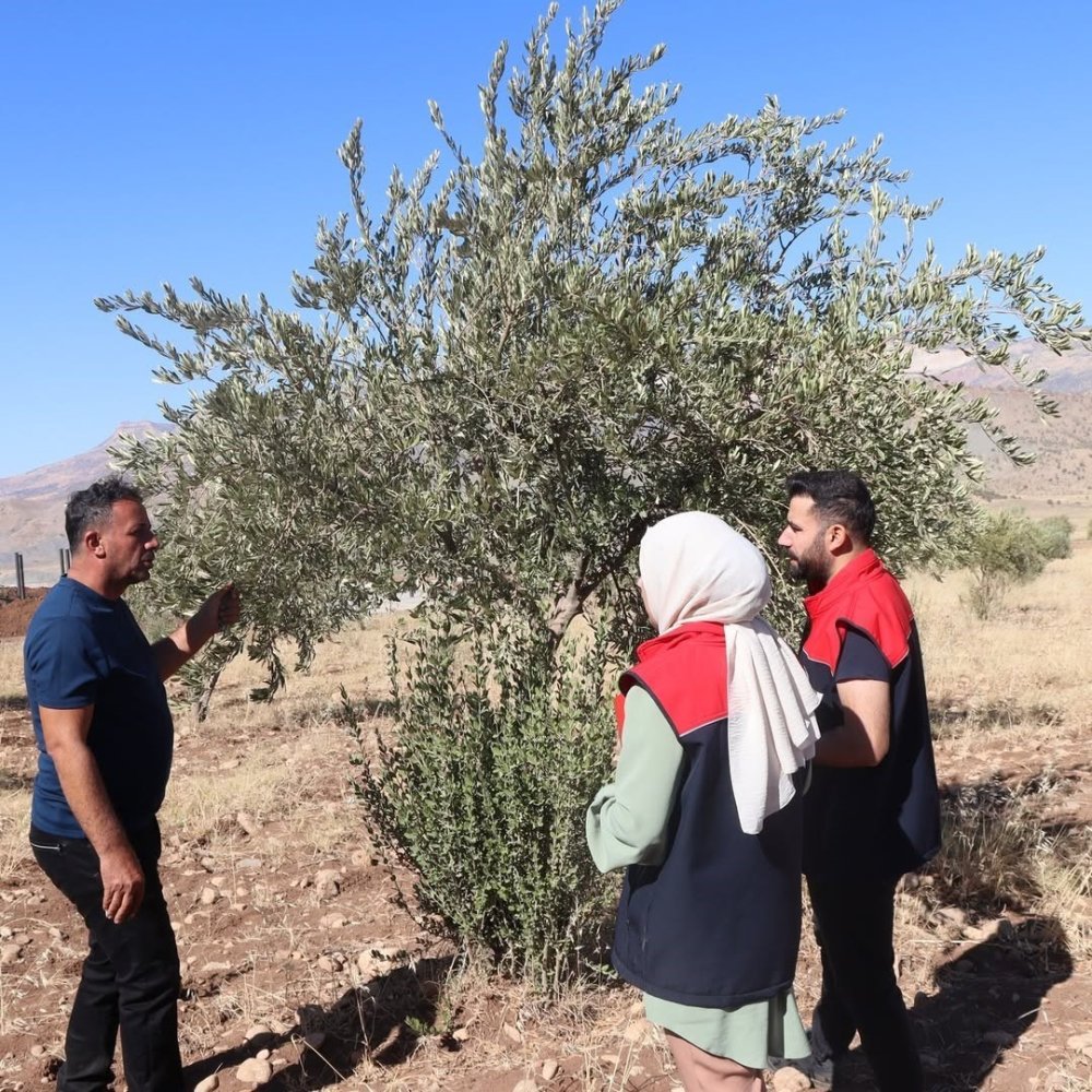 Şırnak’ta zeytin rekoltesi için veriler toplandı