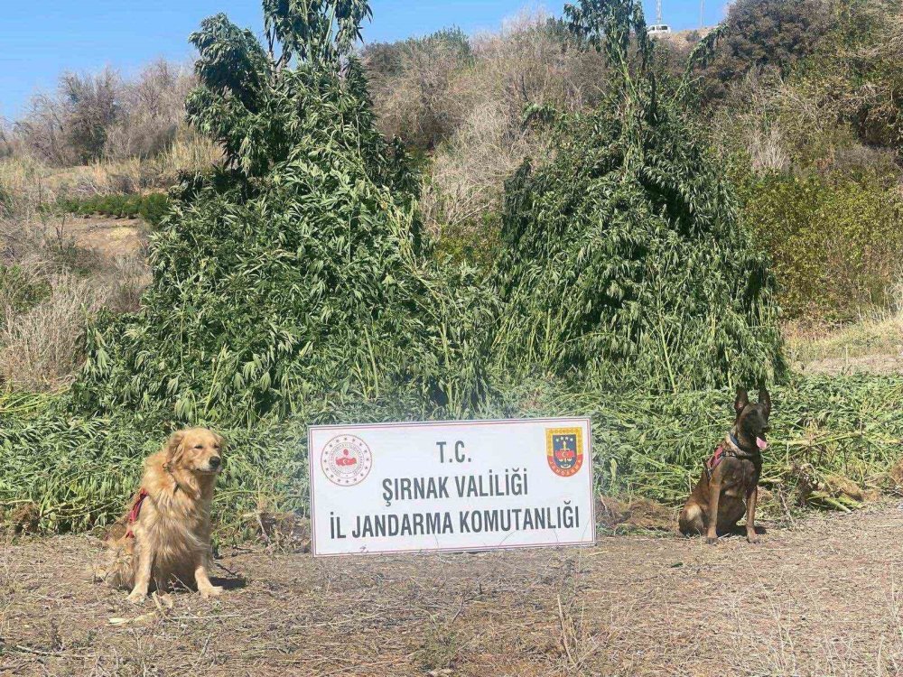 Cizre'de piyasa değeri 1,5 milyar lira olan uyuşturucu ele geçirildi: 5 gözaltı