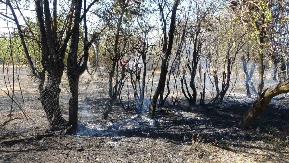 Çöpleri yakmak istedi, meyve bahçelerini küle çevirdi