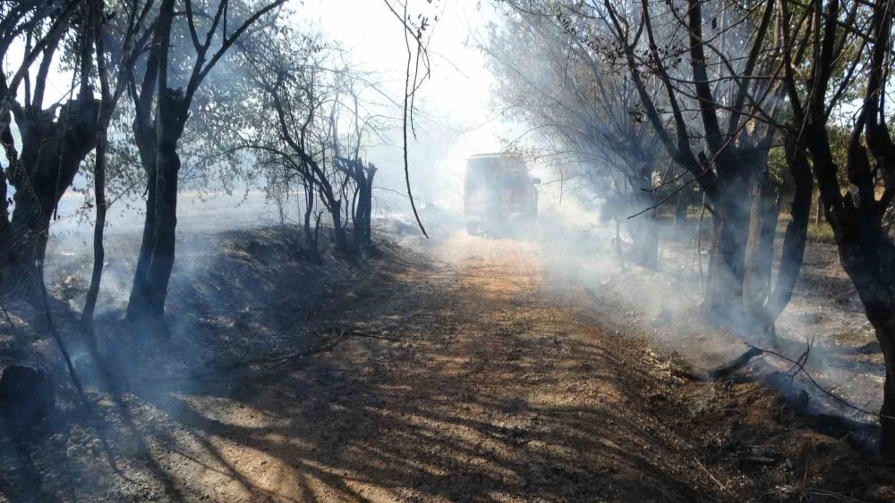 Çöpleri yakmak istedi, meyve bahçelerini küle çevirdi