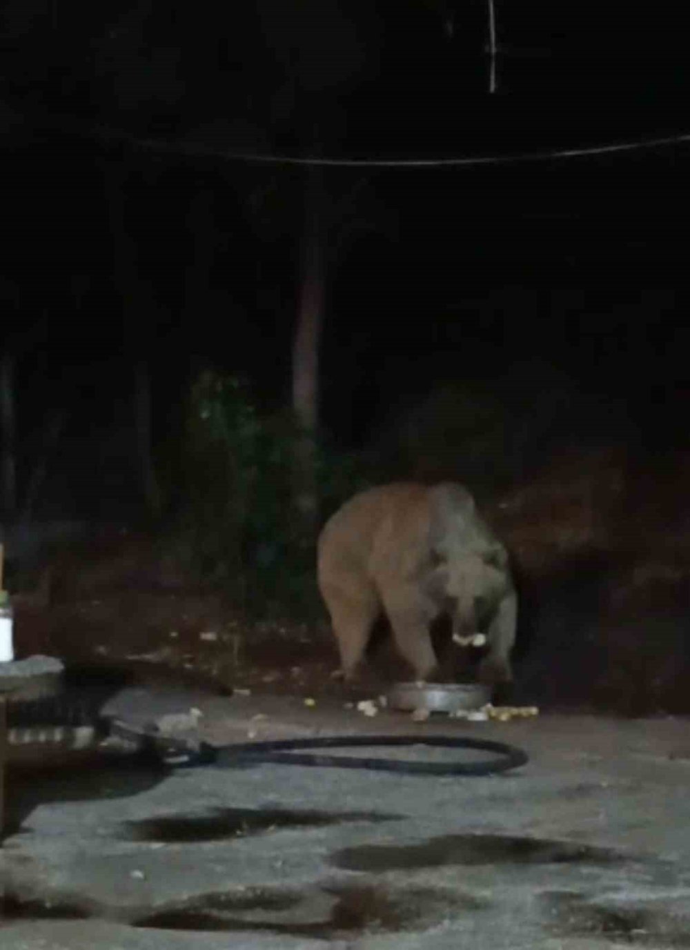 Şantiye alanına inen ayı karnını doyurdu... O anlar kamerada