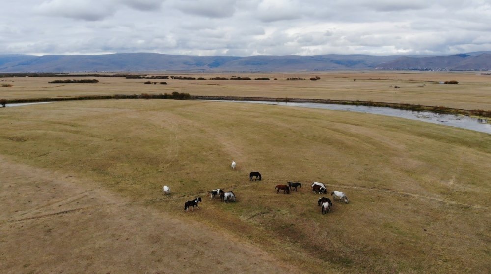 Ardahan’da yılkı atları dron ile görüntülendi