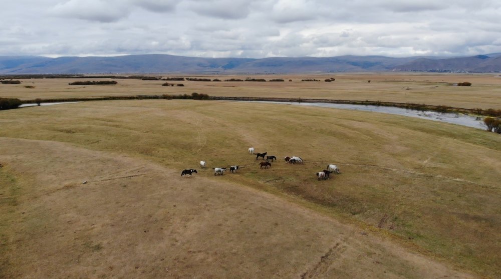 Ardahan’da yılkı atları dron ile görüntülendi