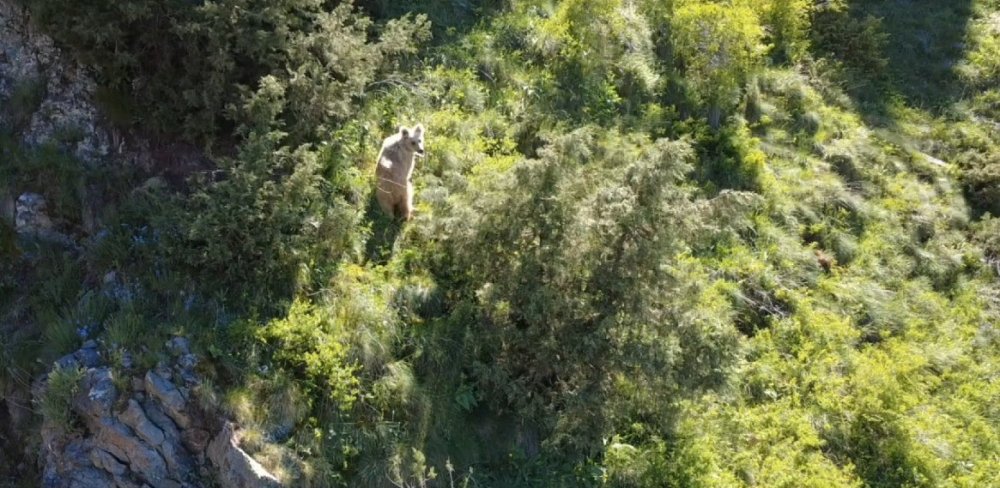 Boz ayı drona yakalandı