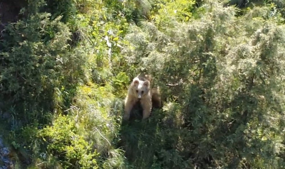 Boz ayı drona yakalandı