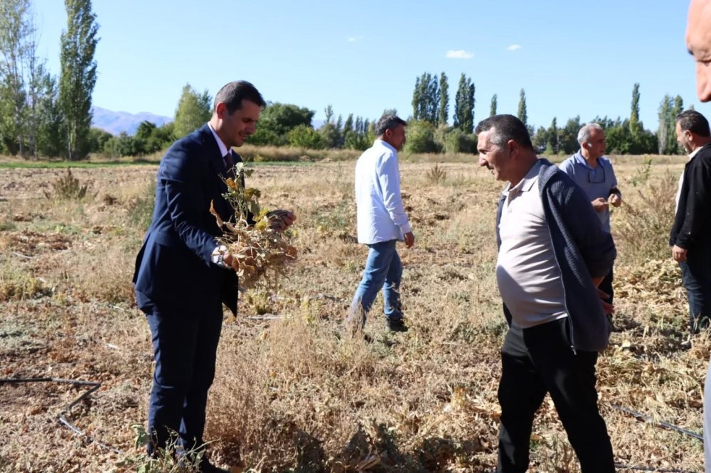 Erzincan’da kuru fasulye hasadı başladı