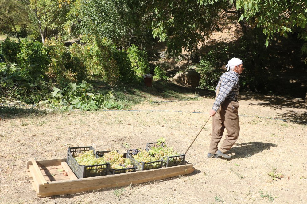 80 yaşında, her yıl tonlarca üzümü kızakla köyüne taşıyor