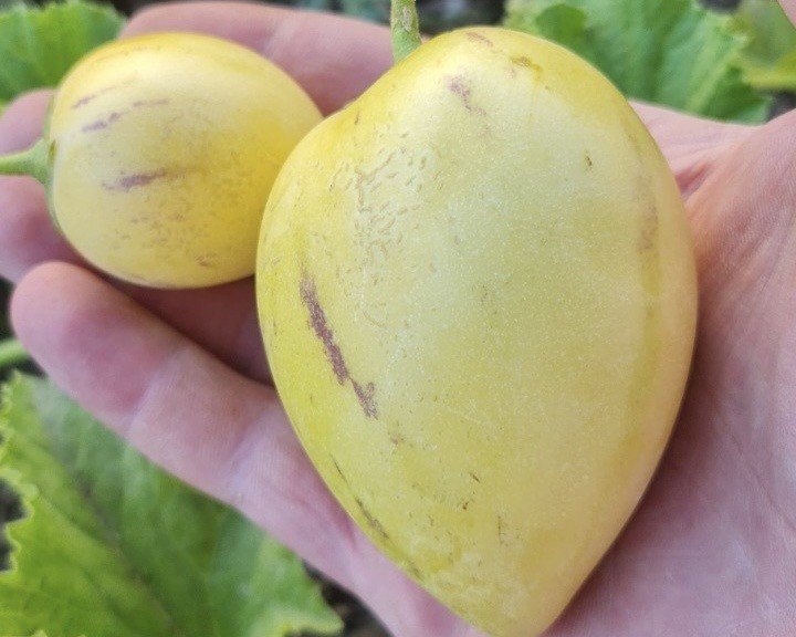 Van’da görevli doktor tropik meyve yetiştirdi