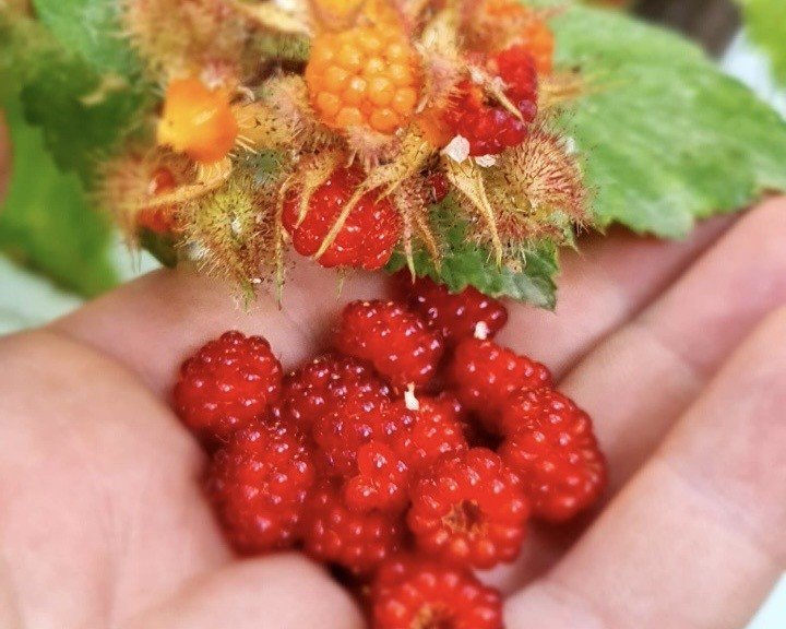 Van’da görevli doktor tropik meyve yetiştirdi