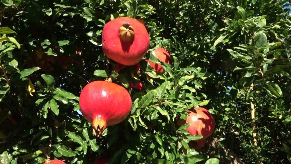 9 ülkeye ihraç edilen narın hasadı başladı