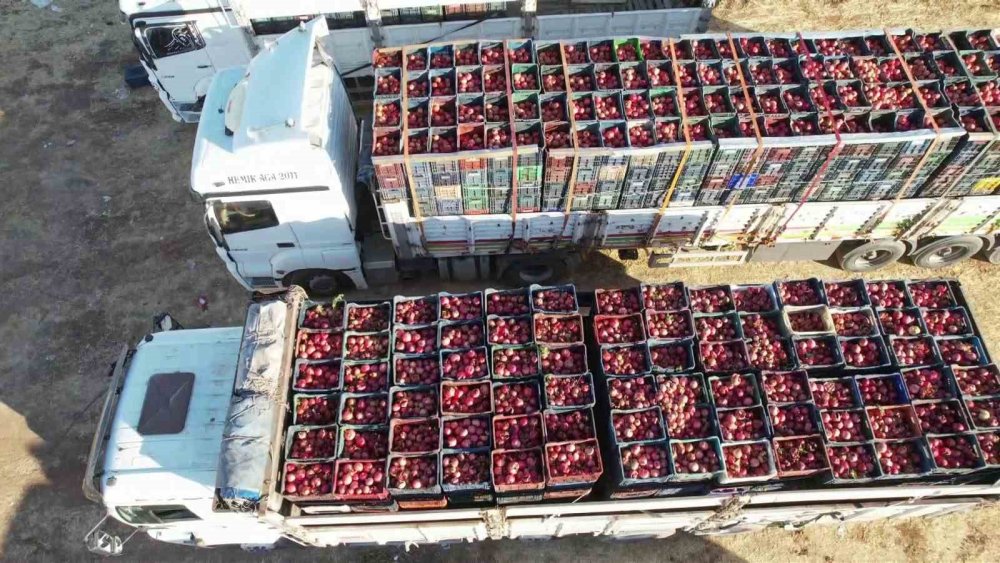 9 ülkeye ihraç edilen narın hasadı başladı