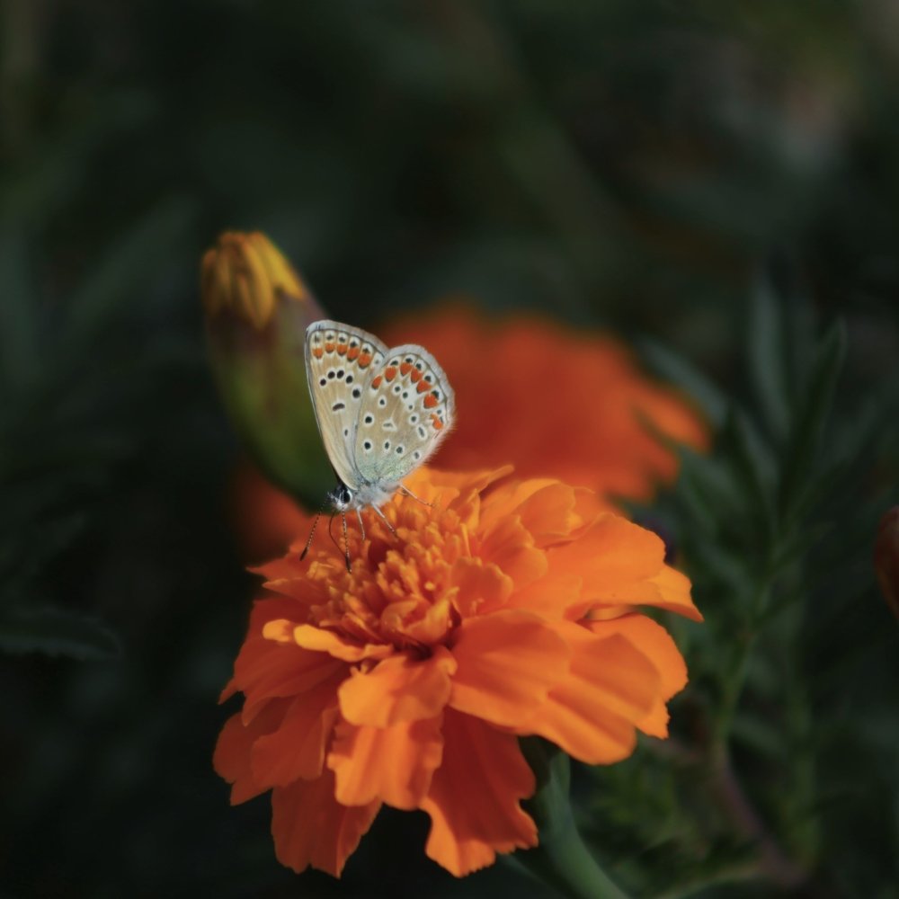 Kelebeklerin çiçeklerle buluşması görsel şölen oluşturdu