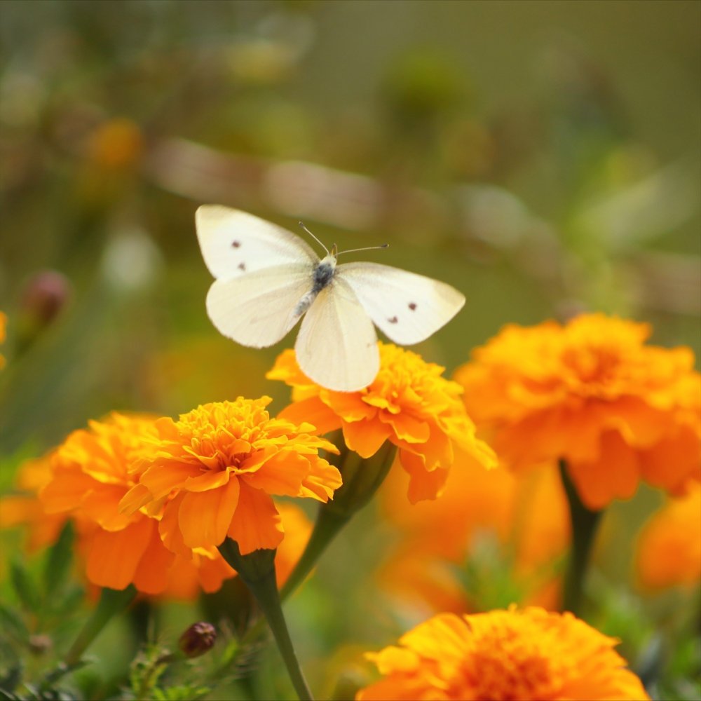 Kelebeklerin çiçeklerle buluşması görsel şölen oluşturdu