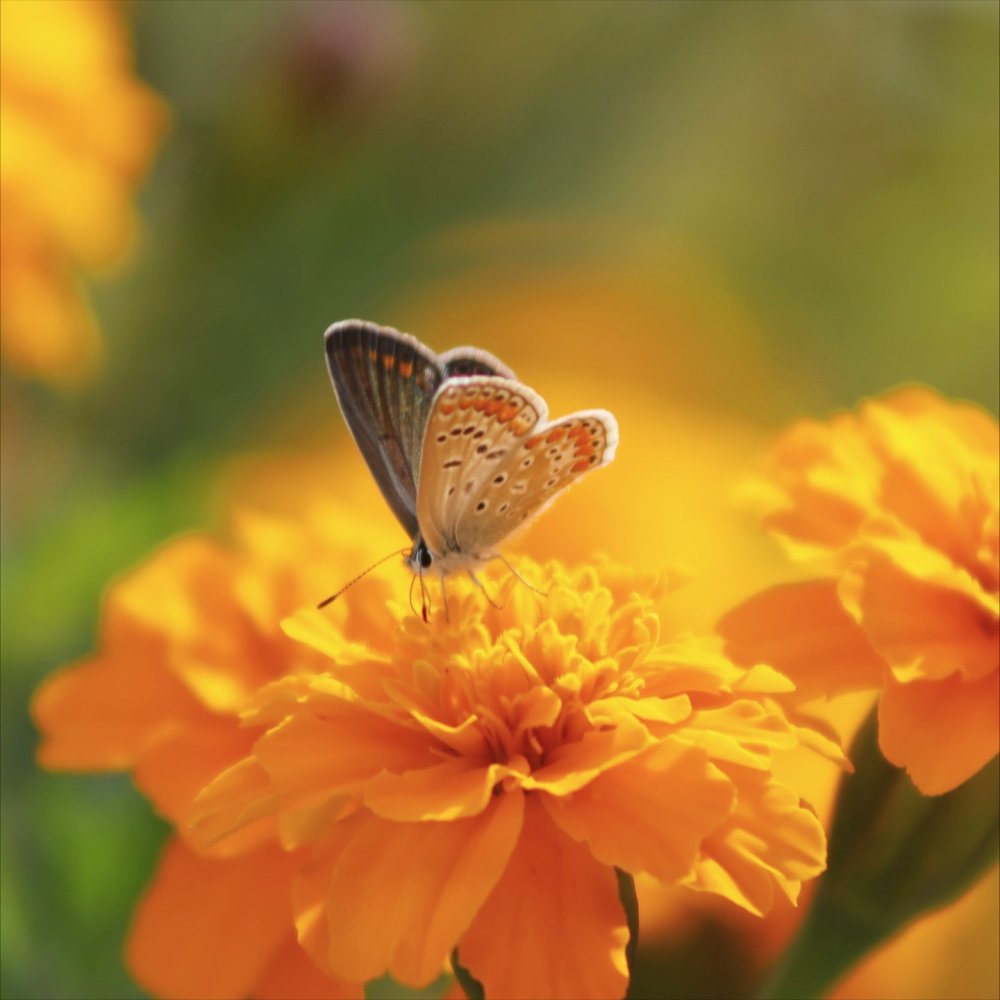 Kelebeklerin çiçeklerle buluşması görsel şölen oluşturdu