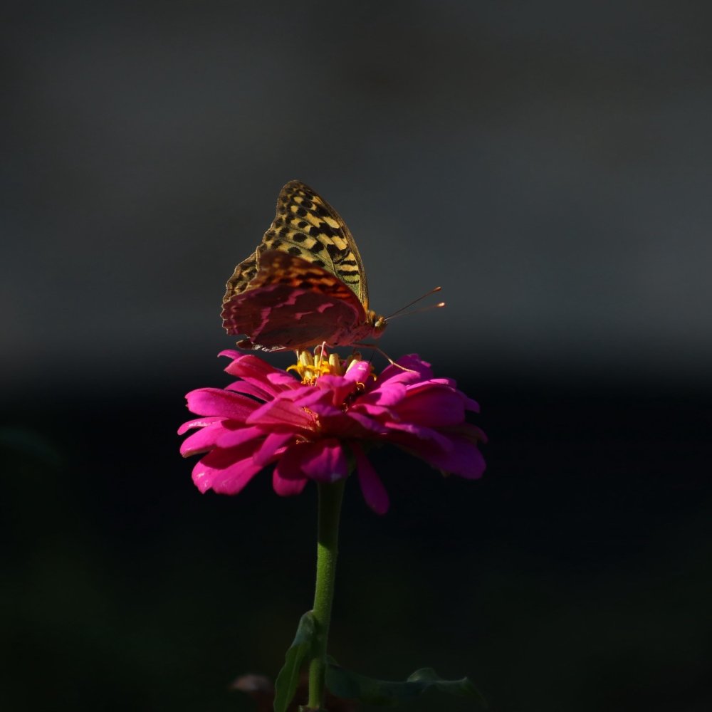 Kelebeklerin çiçeklerle buluşması görsel şölen oluşturdu