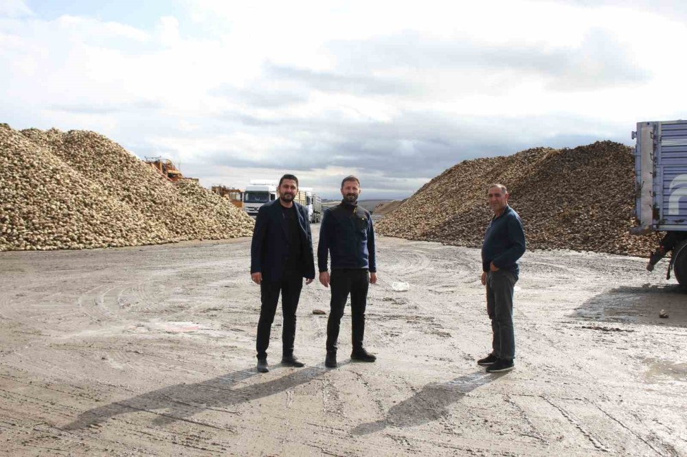 Muş'ta şeker pancar alımları devam ediyor