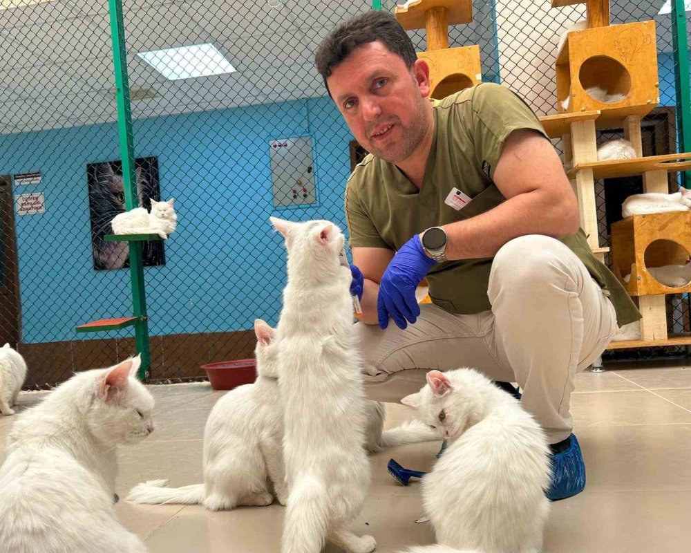 Van kedilerine bir ömür adadı