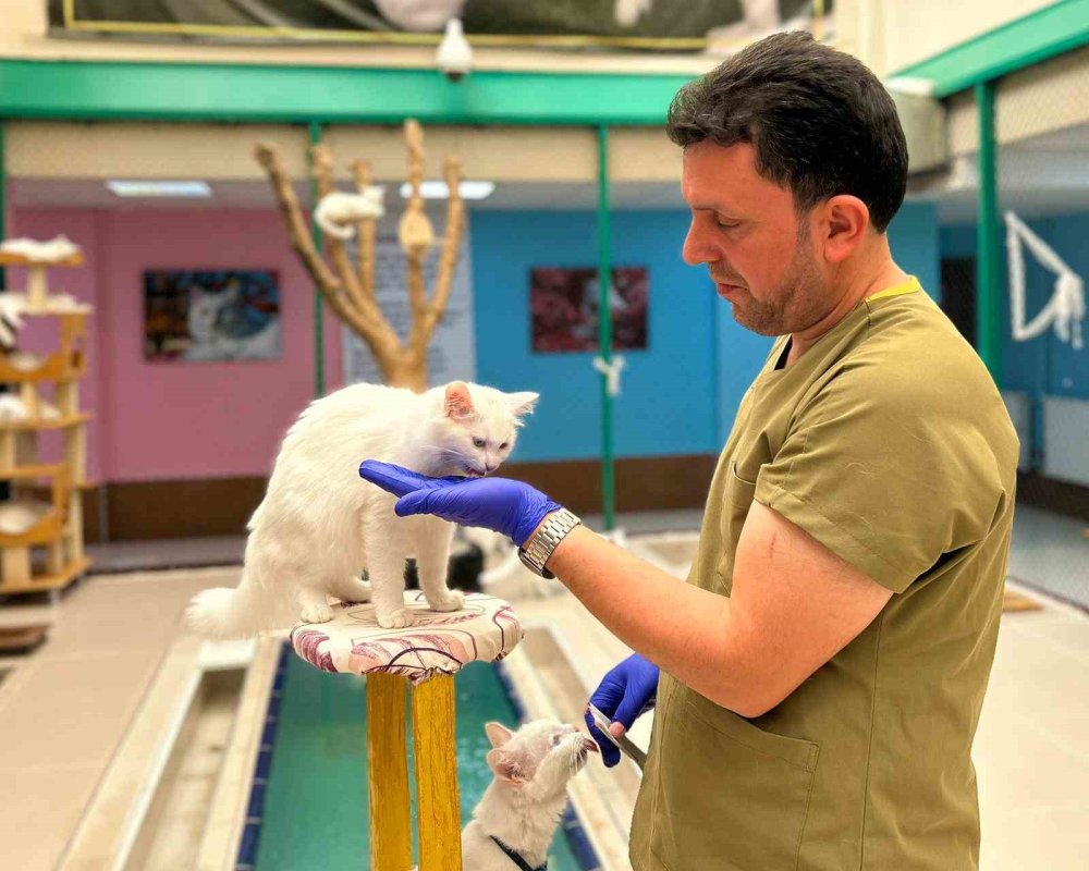 Van kedilerine bir ömür adadı