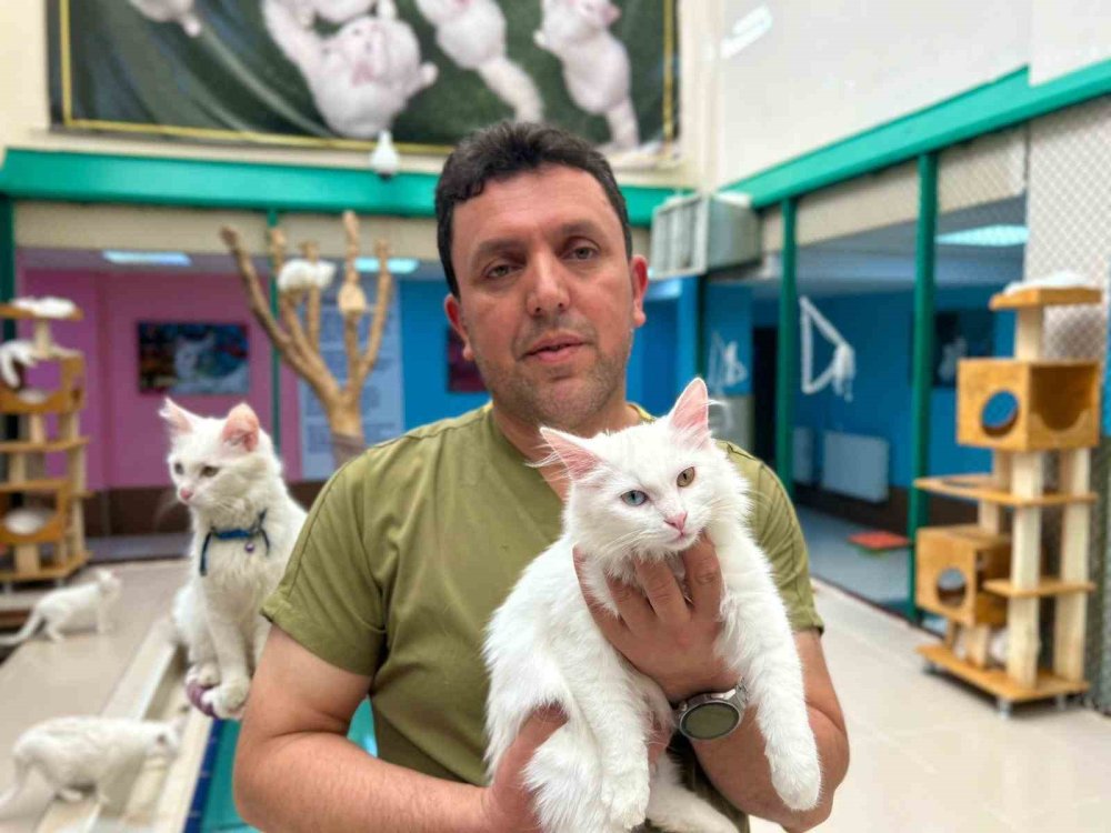 Van kedilerine bir ömür adadı