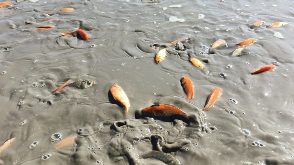 Kurtalan'da gölet kurudu, balıklar telef oldu