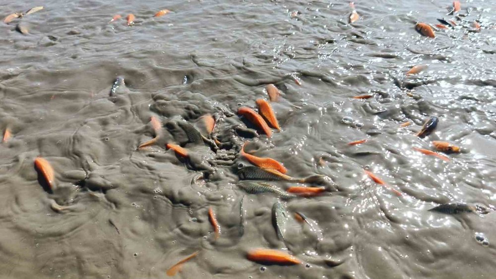 Kurtalan'da gölet kurudu, balıklar telef oldu