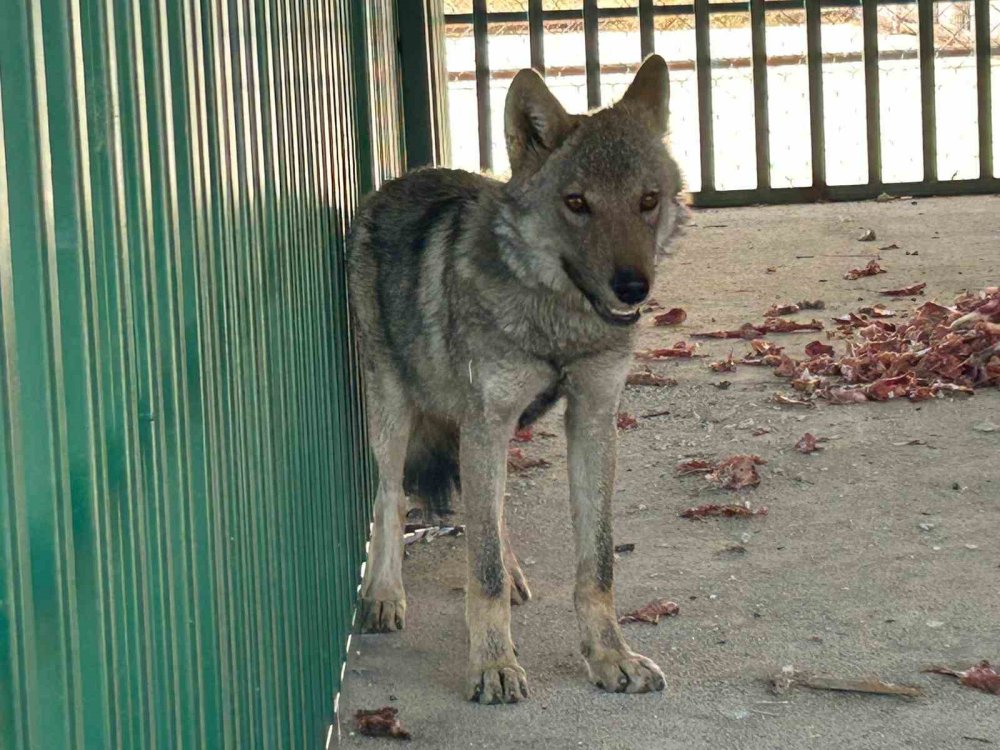 Muradiye'de zincire vurulmuş halde bulunan kurt rehabilite ediliyor