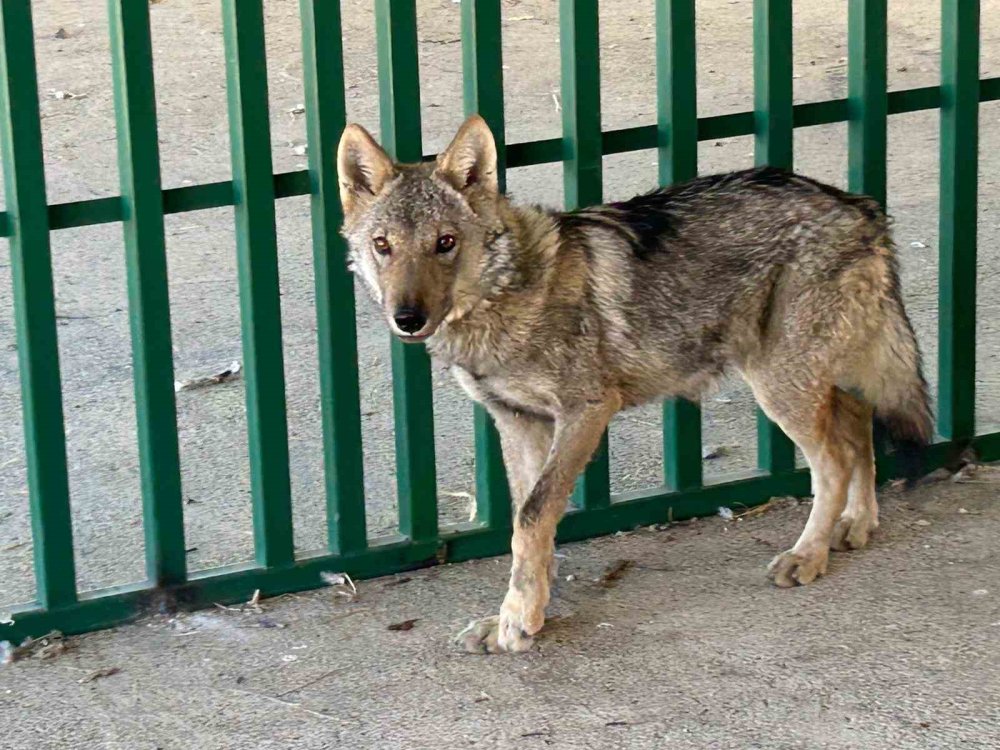 Muradiye'de zincire vurulmuş halde bulunan kurt rehabilite ediliyor