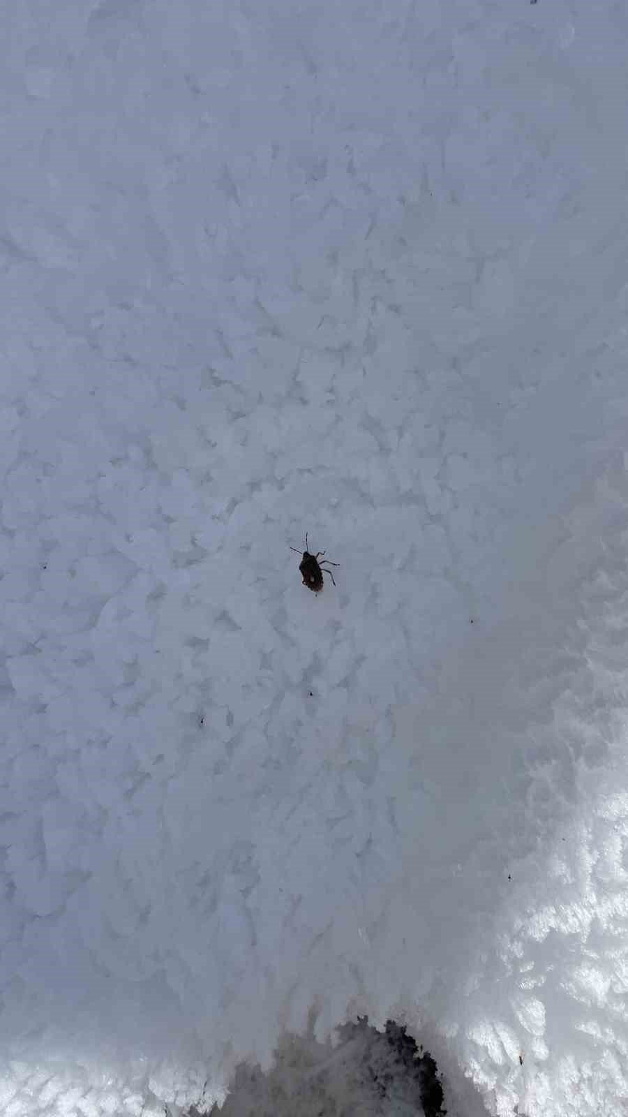 Bingöl’de kahverengi kokarca böceği görüldü