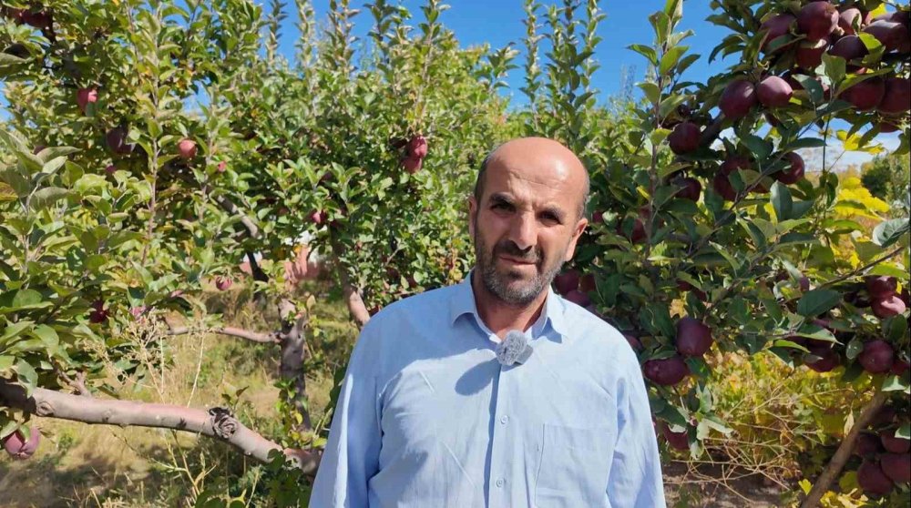 Erciş'te kışlık elmalar dallardan indirilmeye başlandı