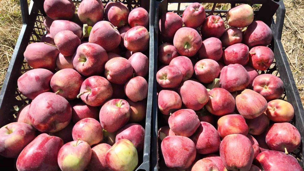 Erciş'te kışlık elmalar dallardan indirilmeye başlandı