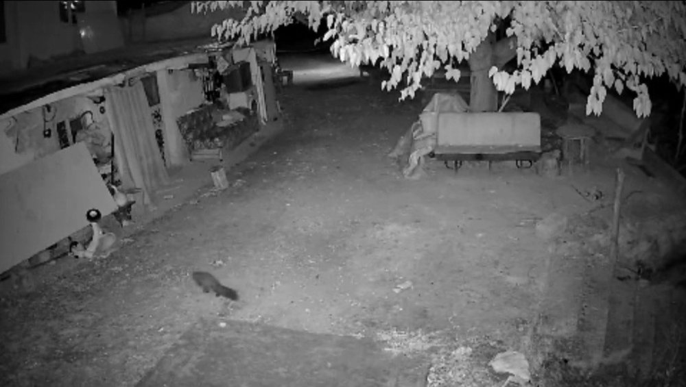 Nadir görülen bal porsuğu ile sansar kamerada