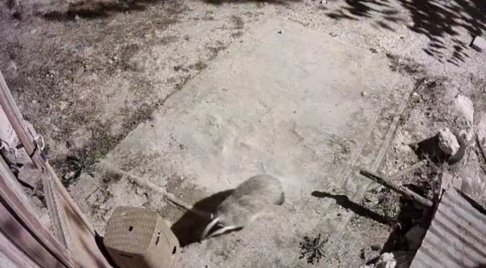 Nadir görülen bal porsuğu ile sansar kamerada