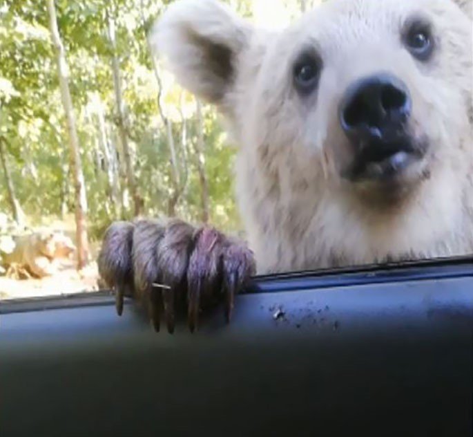 Prof. Dr. Aslan: Yaban hayatına müdahale ekolojik dengeyi bozuyor