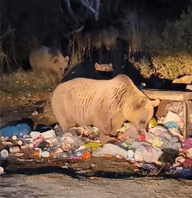 Prof. Dr. Aslan: Yaban hayatına müdahale ekolojik dengeyi bozuyor