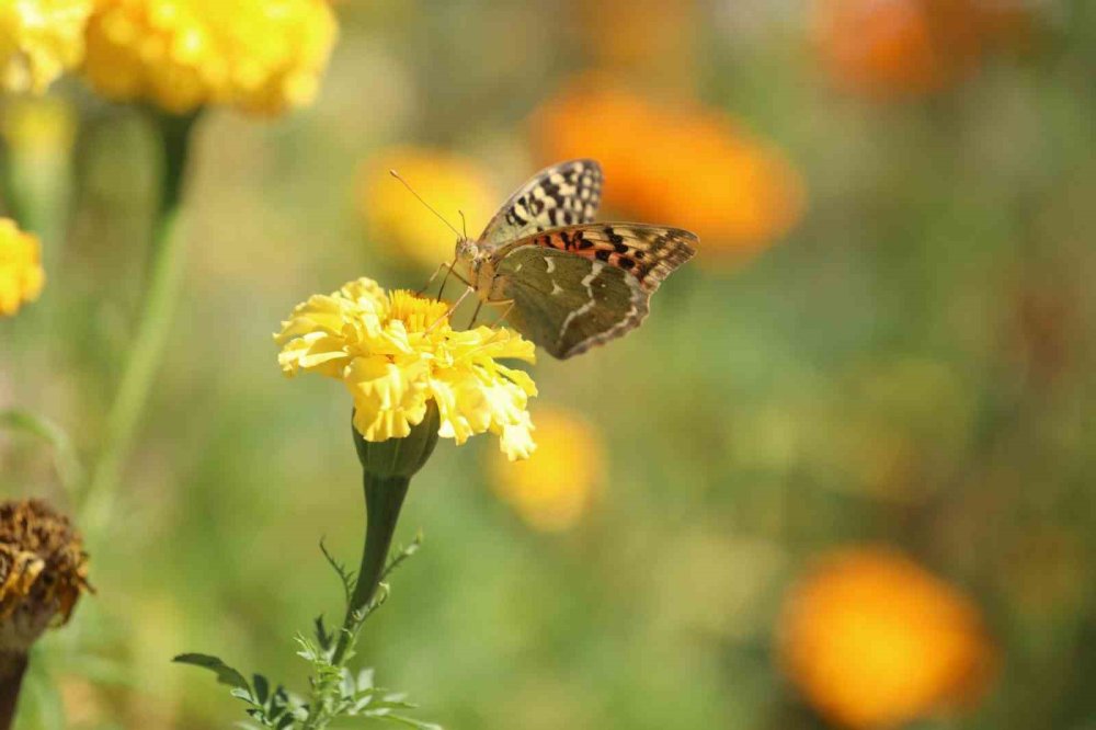 Soğuklar geldi, kelebeklerin ’son dansı’ başladı