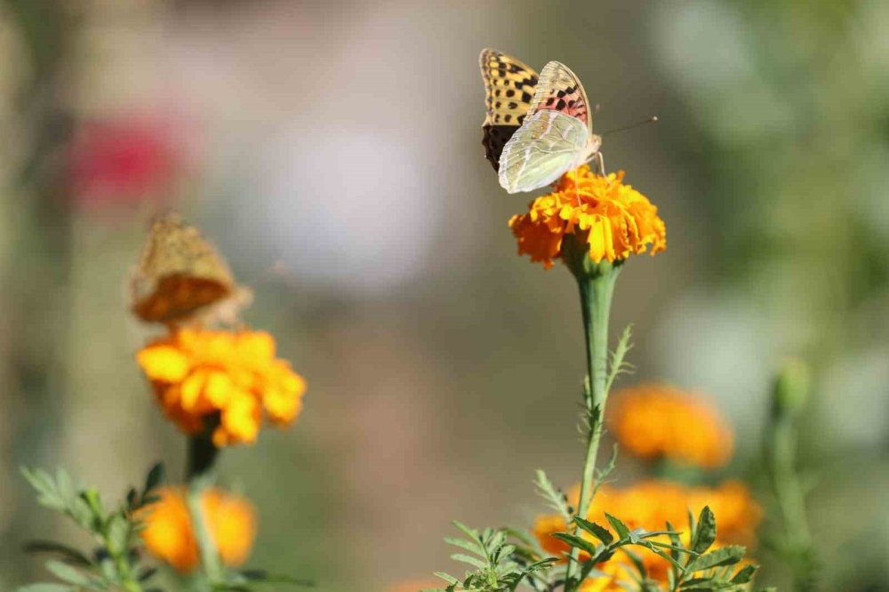 Soğuklar geldi, kelebeklerin ’son dansı’ başladı