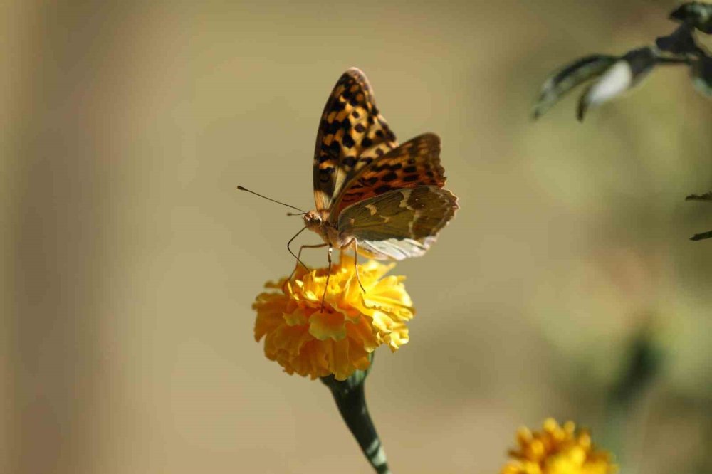 Soğuklar geldi, kelebeklerin ’son dansı’ başladı