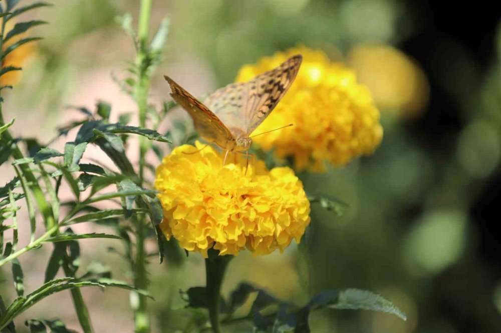 Soğuklar geldi, kelebeklerin ’son dansı’ başladı