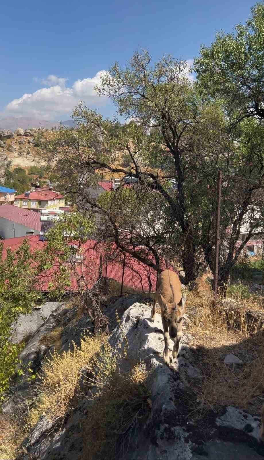 Çemişgezek'te dağ keçileri yerleşim yerlerine kadar indi