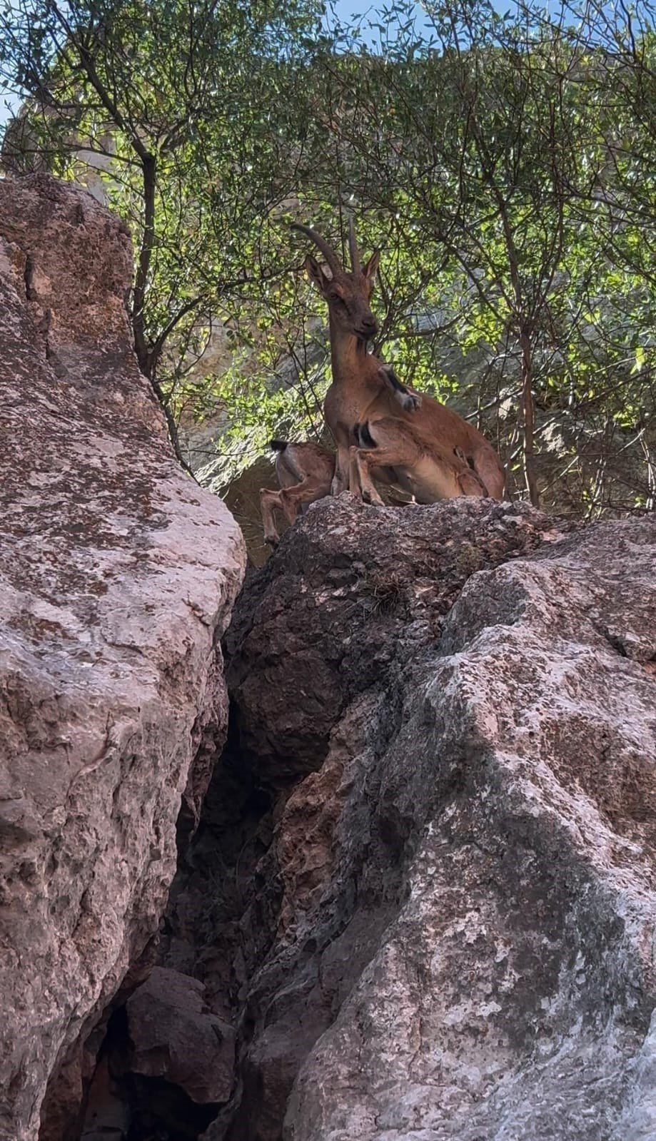 Çemişgezek'te dağ keçileri yerleşim yerlerine kadar indi
