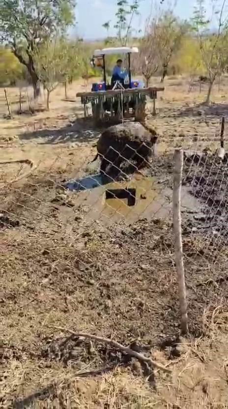Ergani'de septik kuyusuna düşen yaban domuzu, traktör yardımıyla kurtarıldı