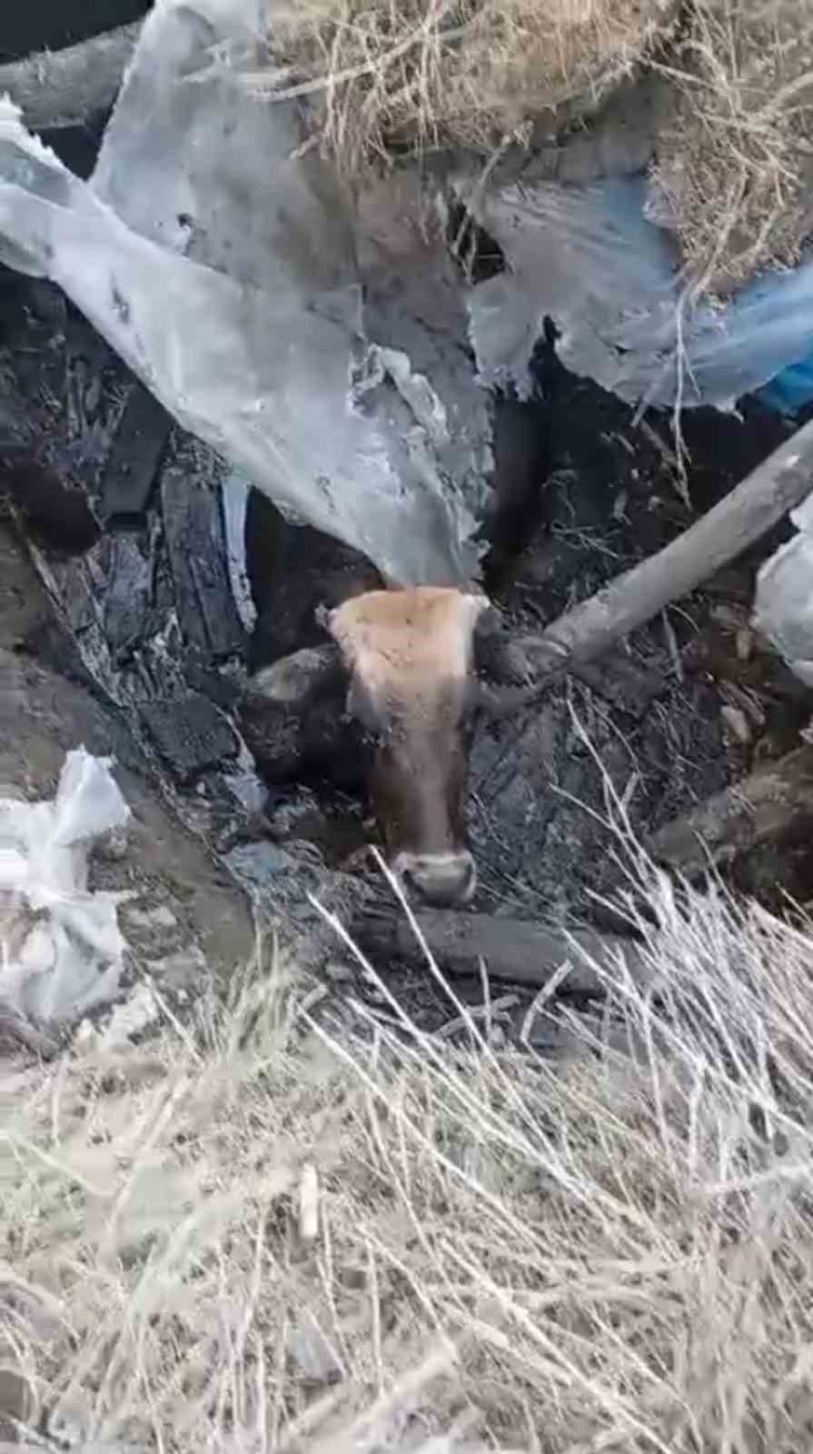 Yüksekova’da bataklığa saplanan ineği itfaiye ekipleri kurtardı