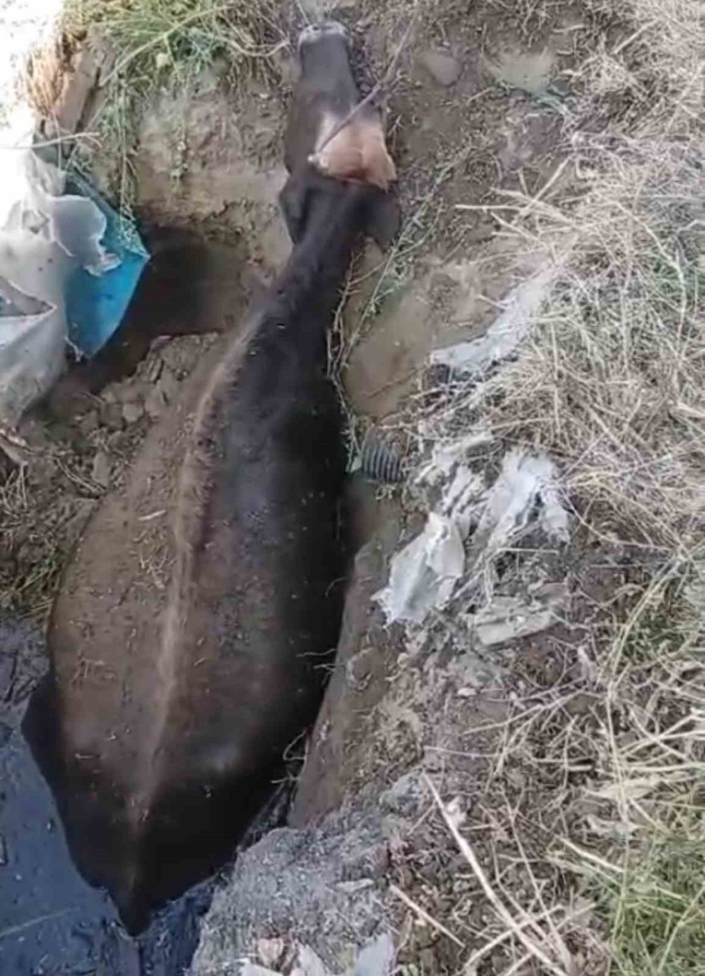 Yüksekova’da bataklığa saplanan ineği itfaiye ekipleri kurtardı