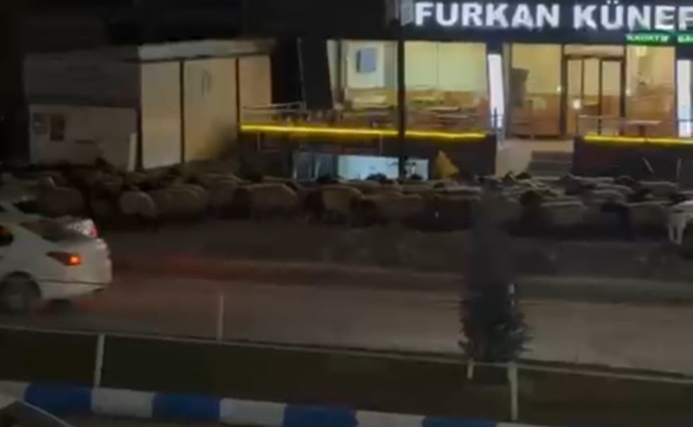 İpekyolu Caddesinde koyun sürüsü şaşkınlık yarattı