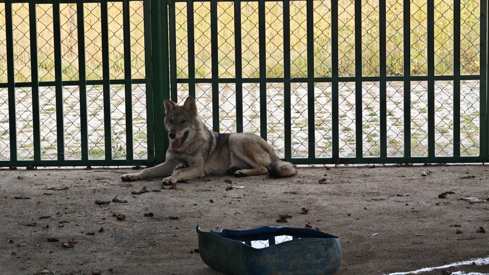 Uzmanından alıkonulan yaban hayvanlarıyla ilgili uyarı