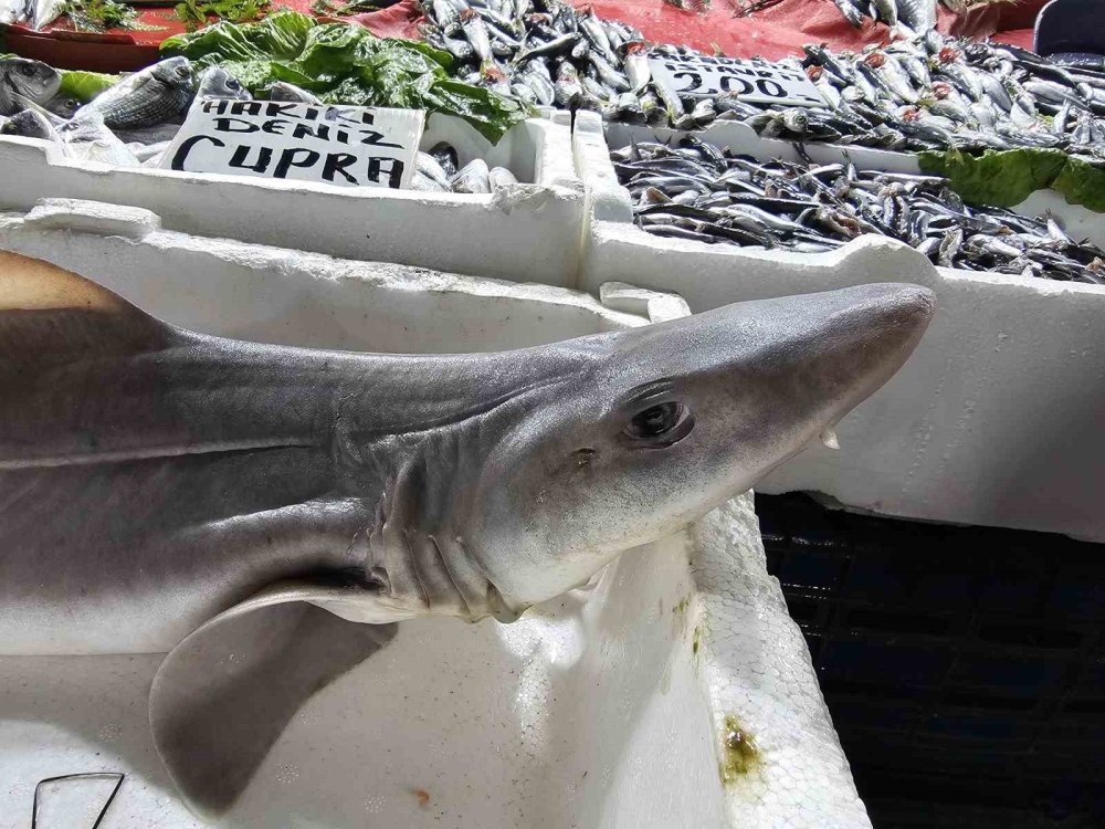 Elazığ’da satışa çıkarılan köpek balığı ilgi odağı oldu