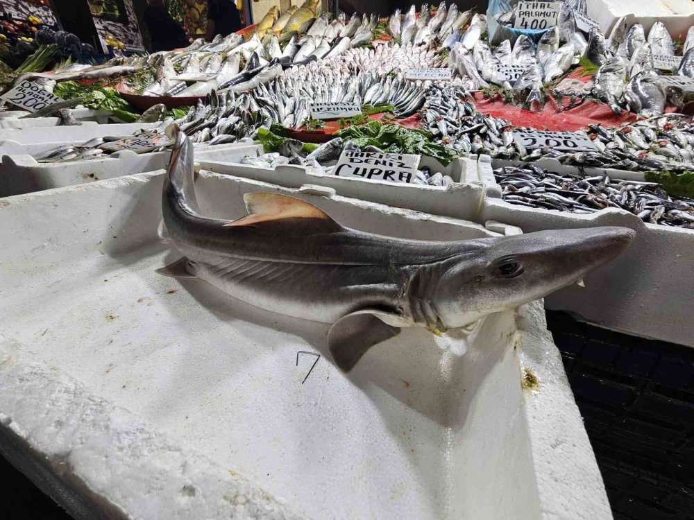 Elazığ’da satışa çıkarılan köpek balığı ilgi odağı oldu